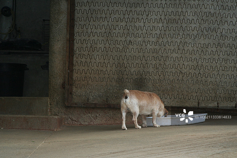 小狗在巴斯蒂亚的狗舍里用饭盒吃饭图片素材