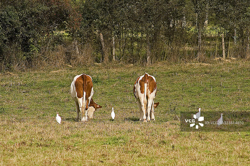 法国草地上的奶牛和牛背鹭图片素材