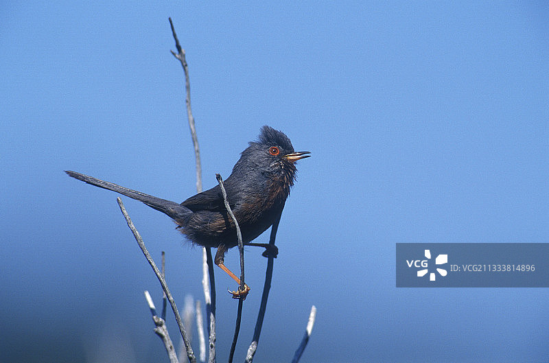栖息在树枝顶部的达特福德莺图片素材