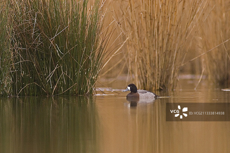 在法国池塘中游泳的雌性凤头潜鸭图片素材