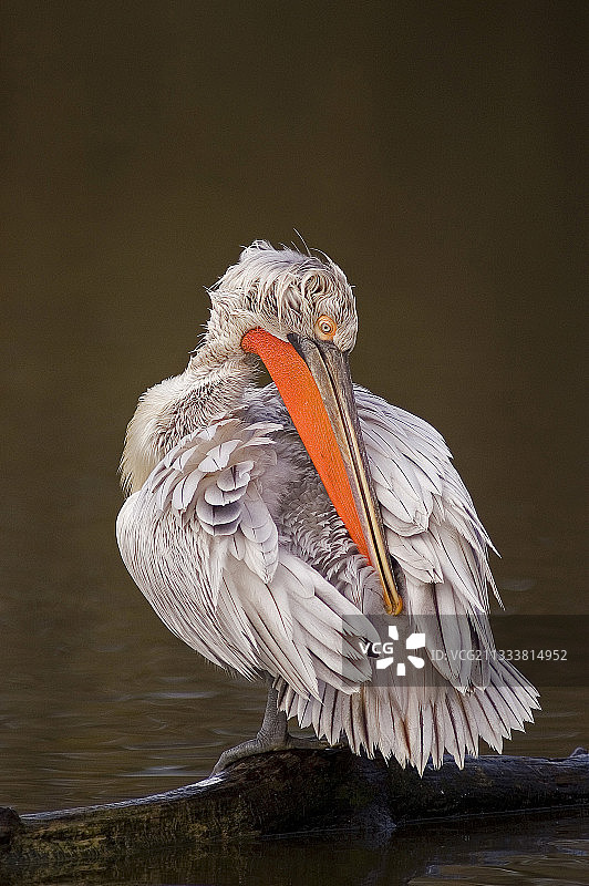 繁殖期的鲜艳橙色喉囊图片素材