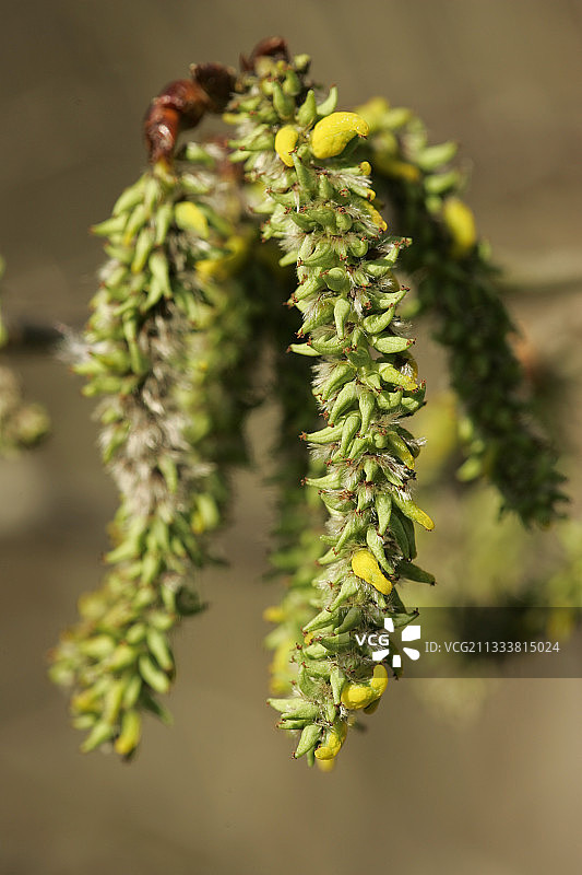 法国春天欧洲山杨的毛茛图片素材