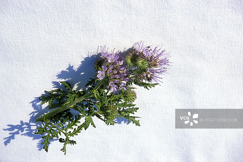 法国缺刻叶花图片素材