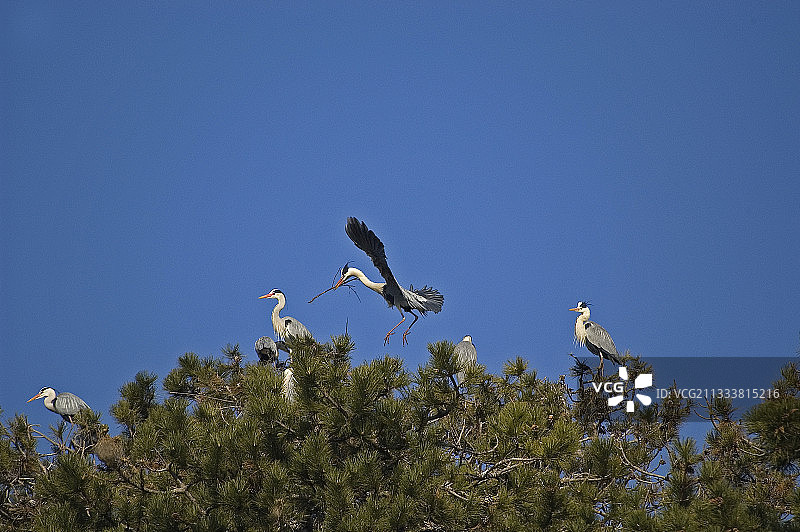 在法国松树上筑巢的苍鹭图片素材