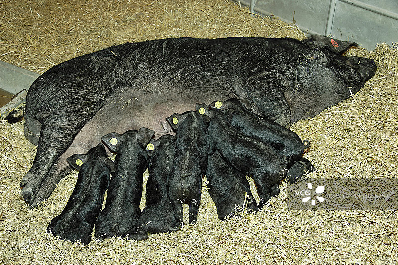 母猪在稻草中伸展身体去吃小猪图片素材