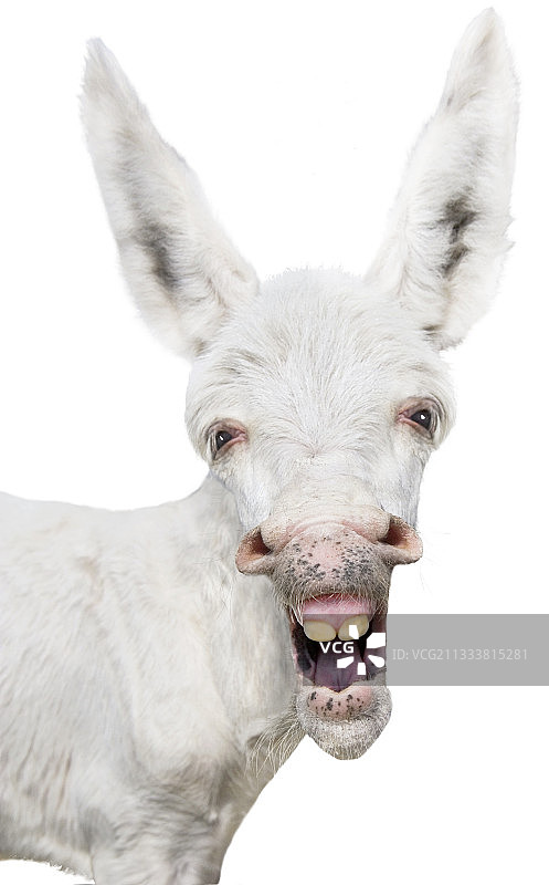 影棚里的白色埃及驴肖像图片素材