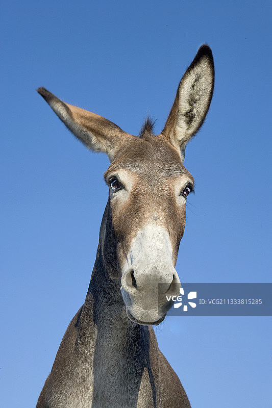 法国驴的肖像图片素材