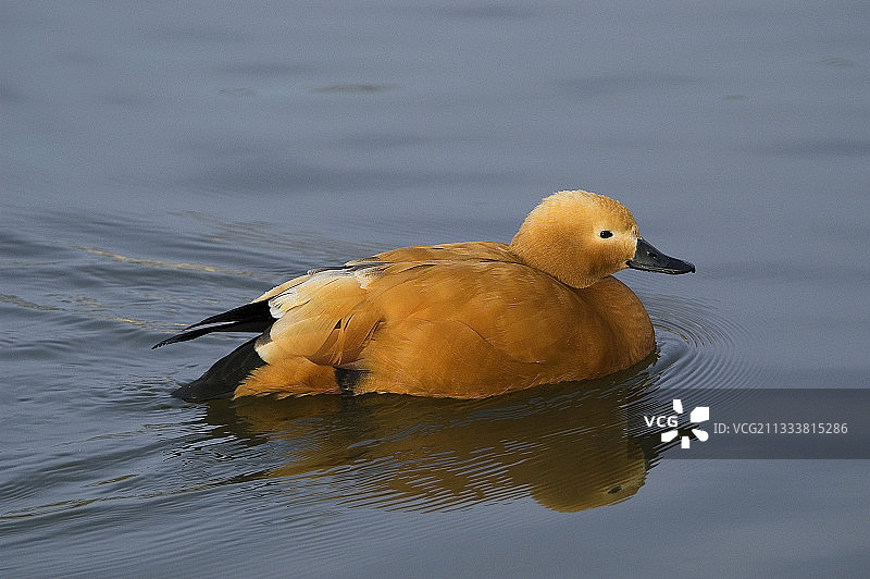 法国水域的红胸麻鸭图片素材