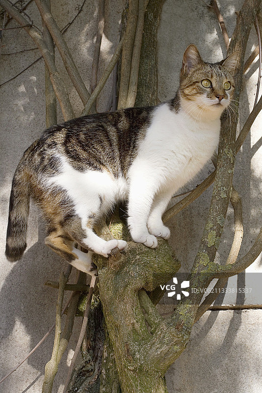 法国灌木丛中的欧洲母猫图片素材