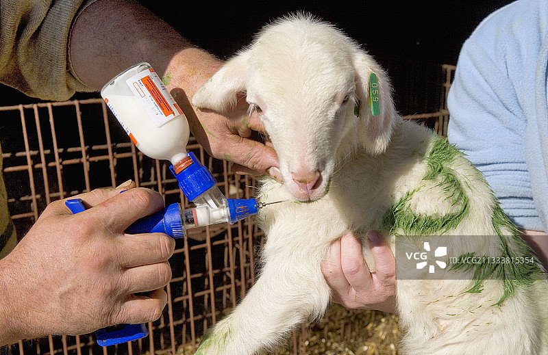 给新生羔羊注射（法国）图片素材