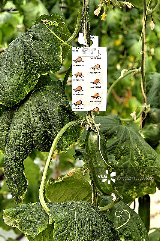 法国生物黄瓜的标签可追溯性图片素材