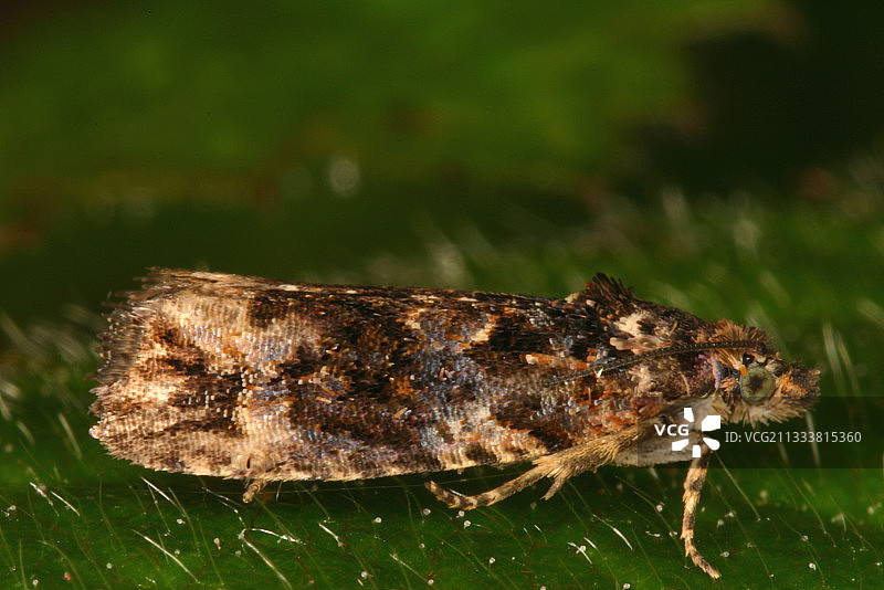 卷叶蛾卡拉·贝勒斯，阿里埃日，法国图片素材