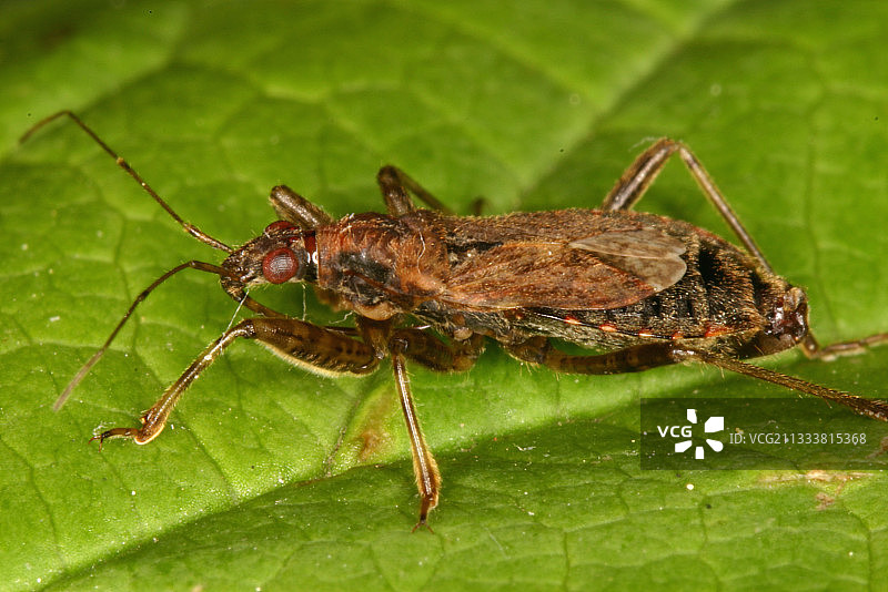 埃弗勒公社北部的莫拉斯克自然保护区图片素材