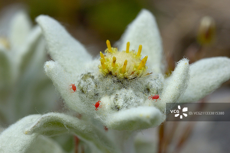高山火绒草花序上的收获螨（法国滨海阿尔卑斯省）图片素材