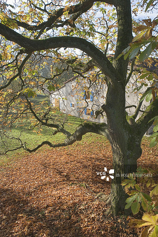 法国：地上的栗子和树叶图片素材