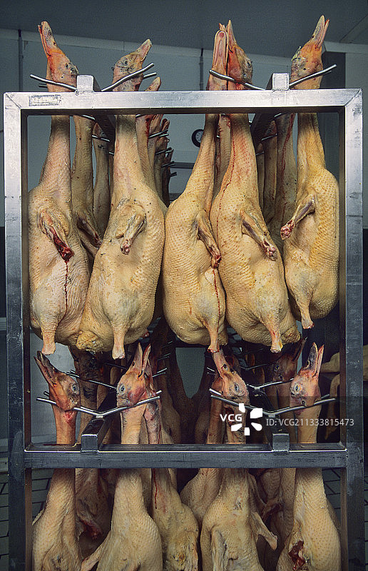 寒冷房间里的鸭子图片素材