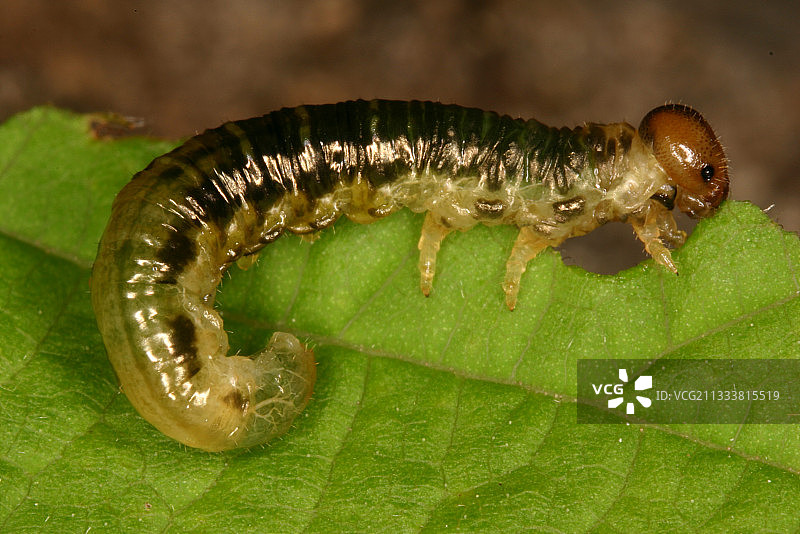 弗劳的喉咙图片素材