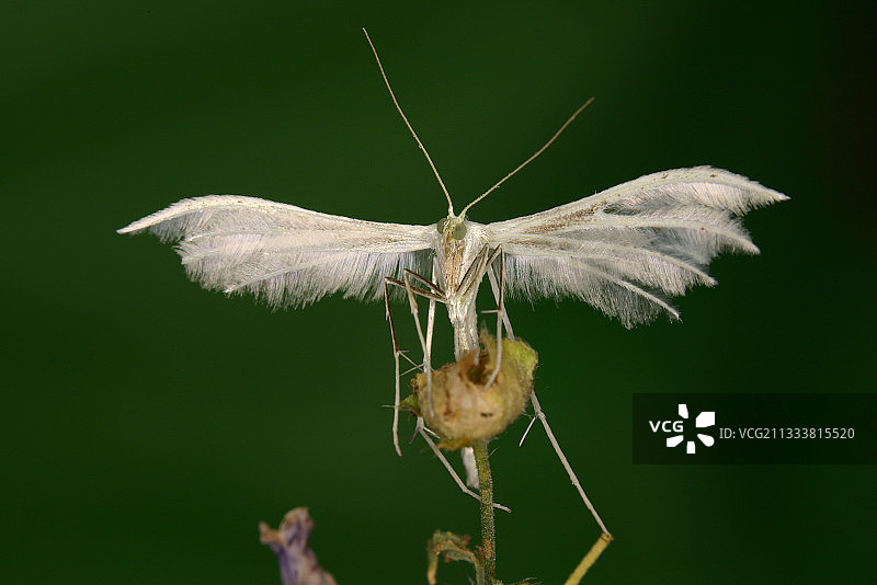 法国阿列日白色羽蛾图片素材