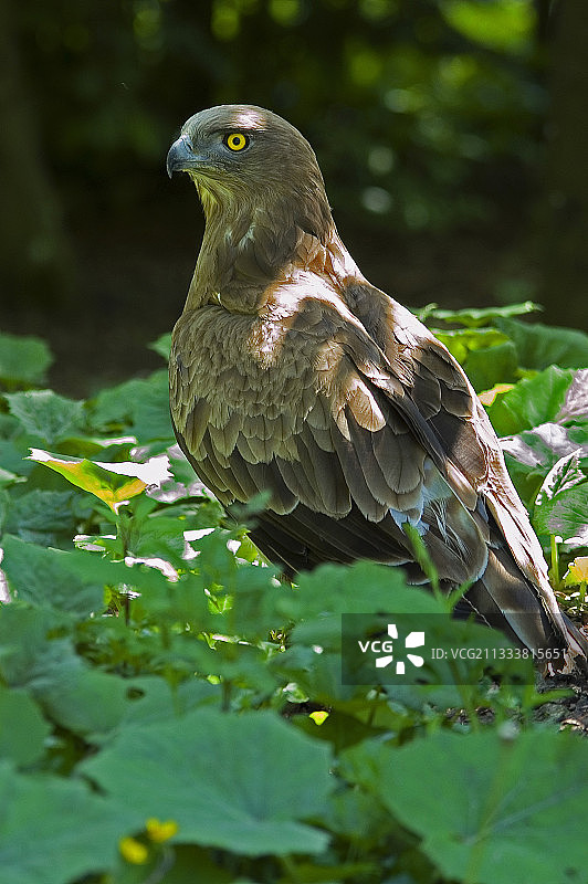 在法国地面栖息的博杜安蛇雕图片素材