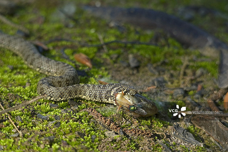 正在吃棘鱼的草蛇，法国图片素材