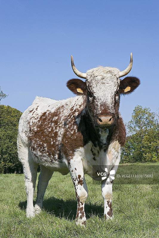 法国草地上的费朗代斯小母牛图片素材
