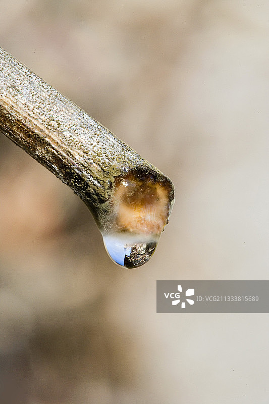 法国葡萄树茎流出的树液图片素材