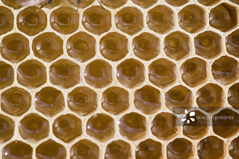 充满花蜜的蜂巢，法国图片素材