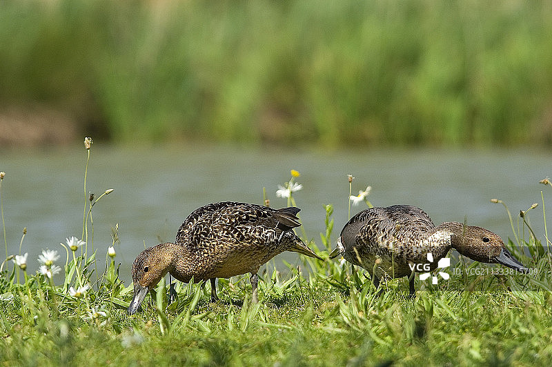 在法国觅食的雌性针尾鸭图片素材