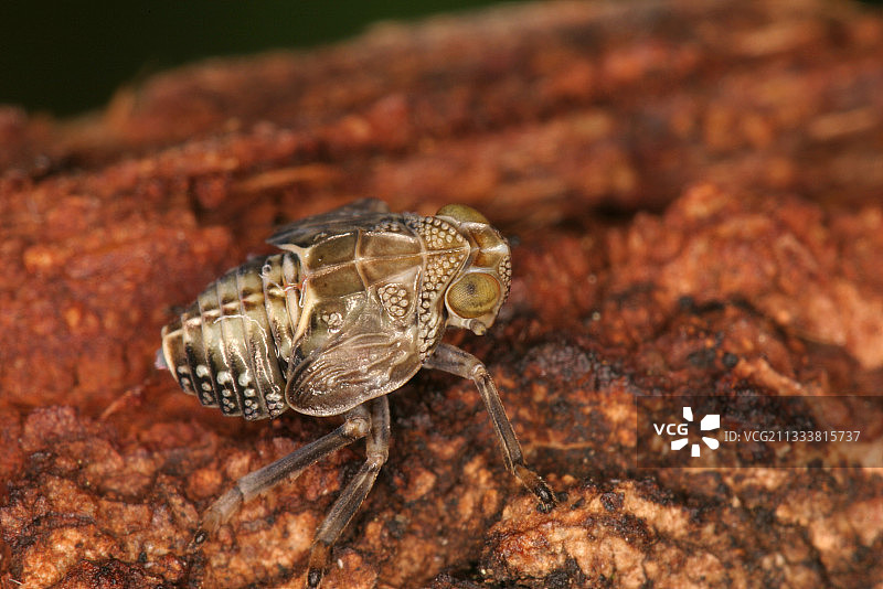 法国阿列日省的同翅目幼虫图片素材