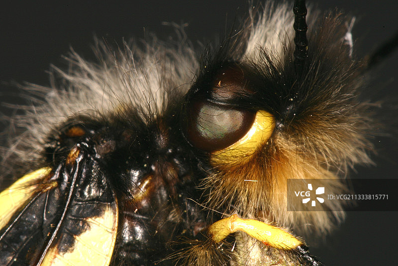 女性的咽喉图片素材