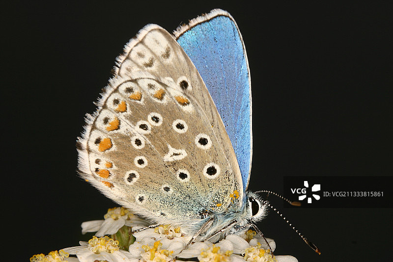 法国阿列日省的阿多尼斯蓝蝴蝶图片素材