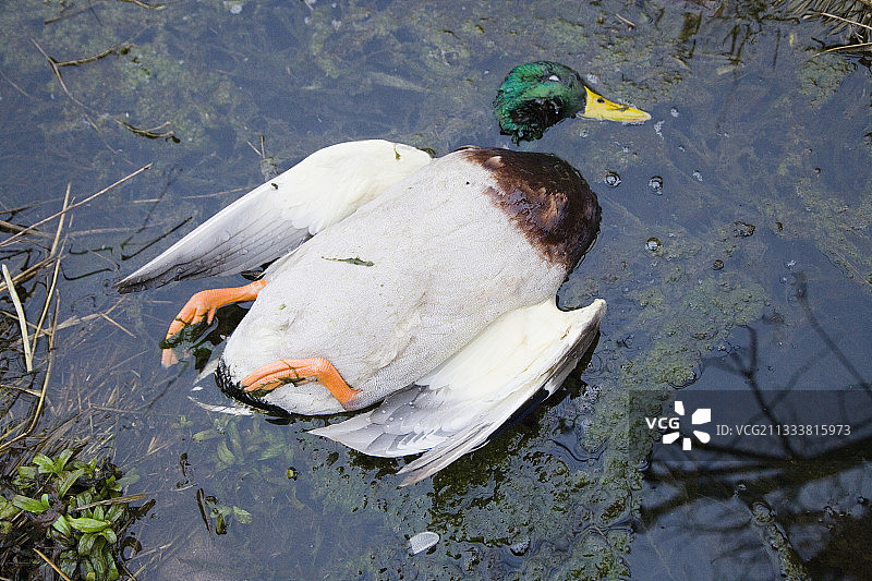 法国小溪中的死野鸭图片素材