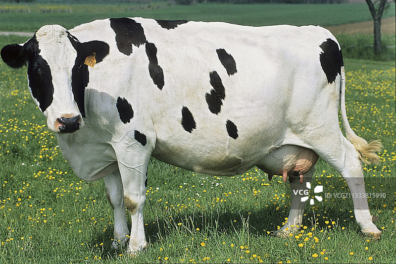 法国草地上蹒跚行走的荷斯坦牛图片素材