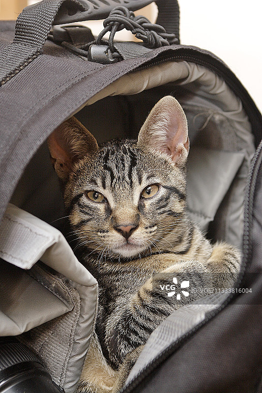 在摄影师包里睡觉的欧洲猫图片素材