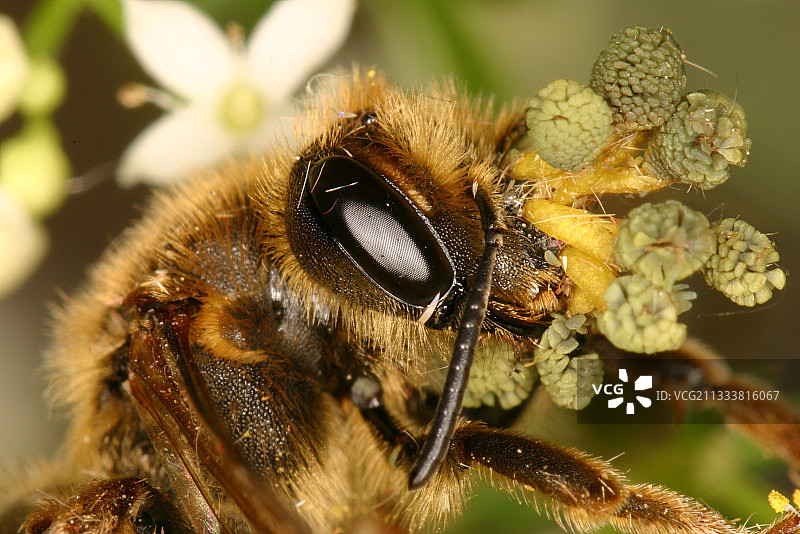 法国阿列日膜翅目昆虫头部的花蕊图片素材