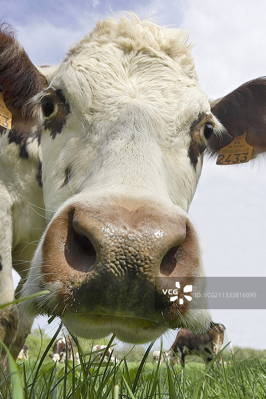 诺曼底奶牛的面部特写图片素材