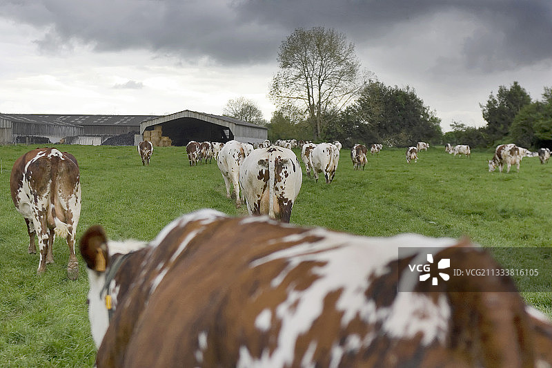 法国诺曼底公园里的诺曼奶牛图片素材