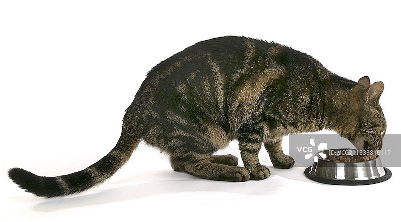 在锡罐里吃饭的欧洲猫图片素材