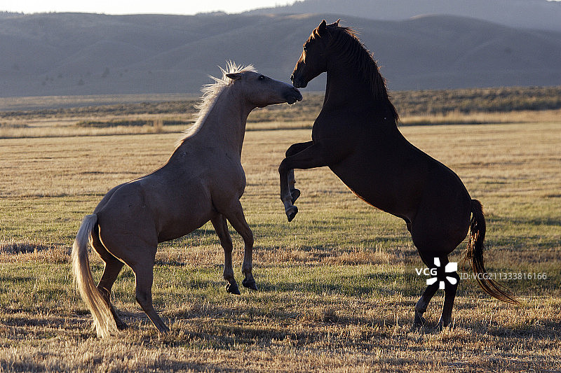 草原上的夸特马与马搏斗，美国俄勒冈州图片素材
