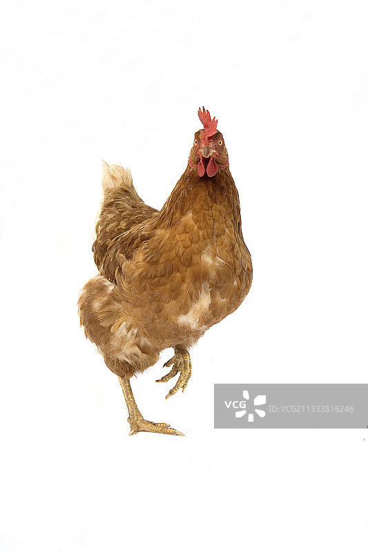 棕色伊莎鸡影棚照图片素材