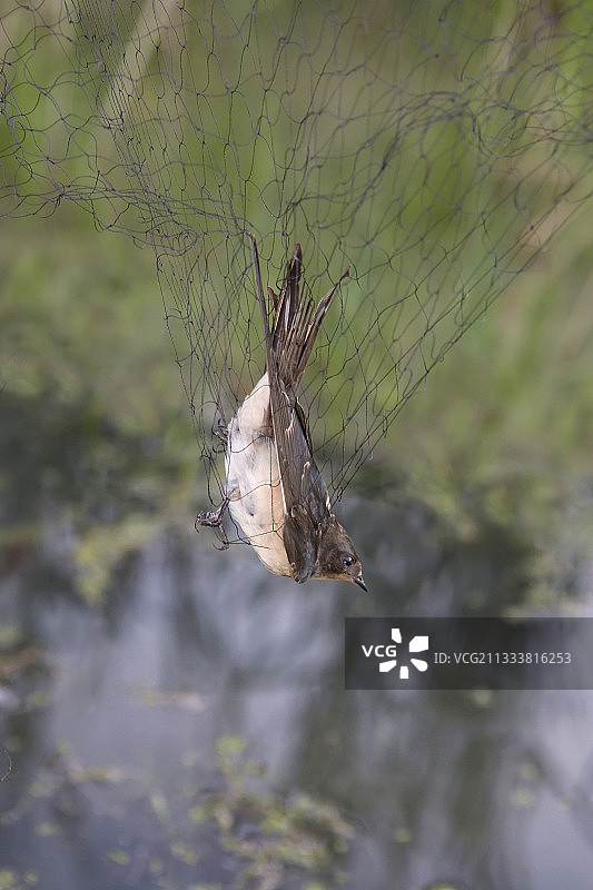在法国为候鸟挂标签图片素材
