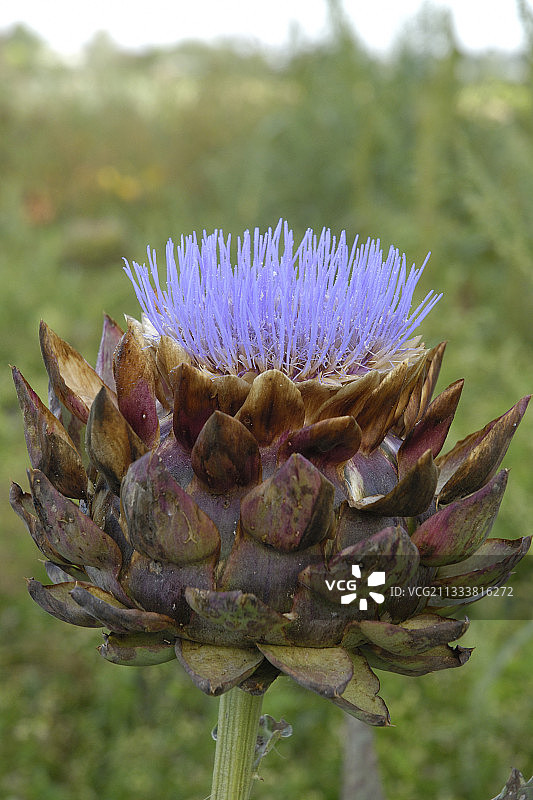 法兰西岛盛开的朝鲜蓟图片素材