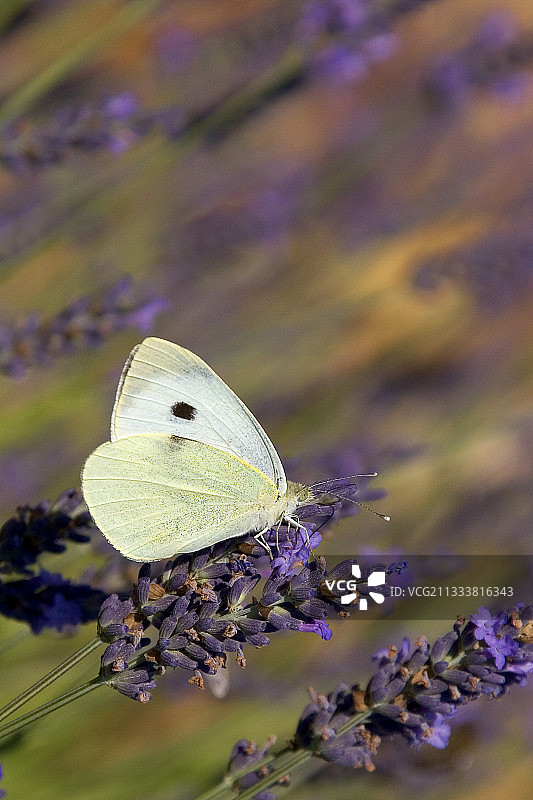 七月薰衣草田：法国沃克吕兹省圣萨图南图片素材