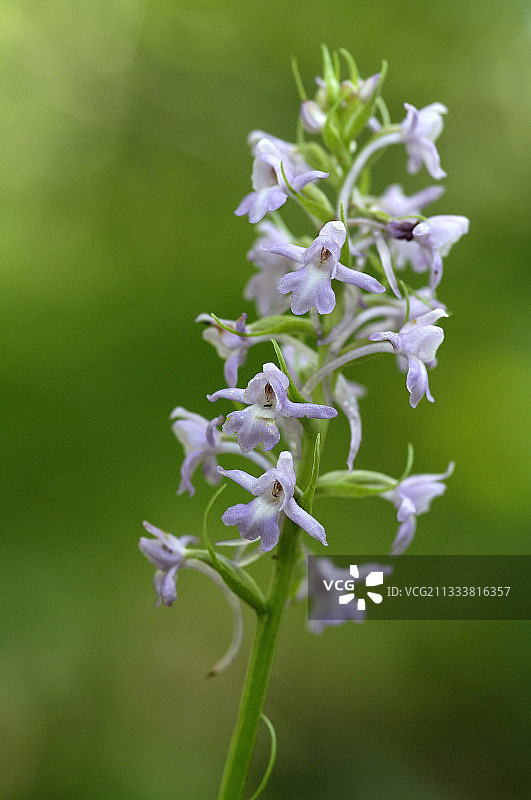 法国萨瓦省香兰的Inflorescence图片素材