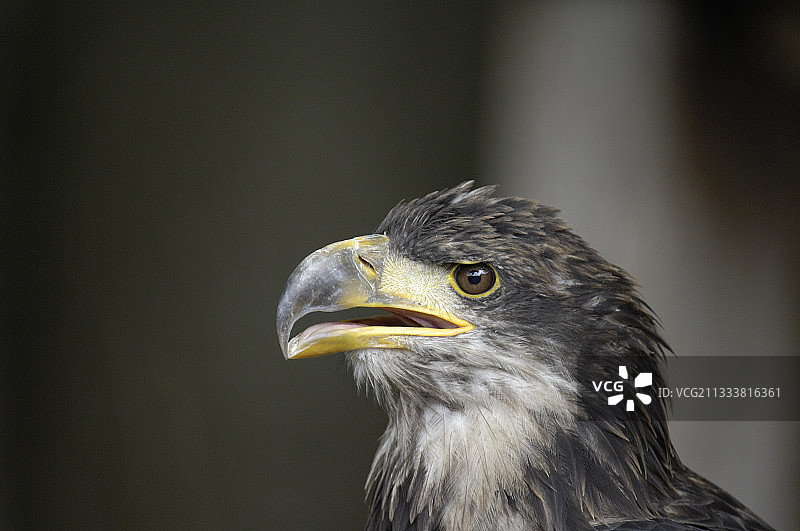 幼年秃鹰肖像（法国）图片素材