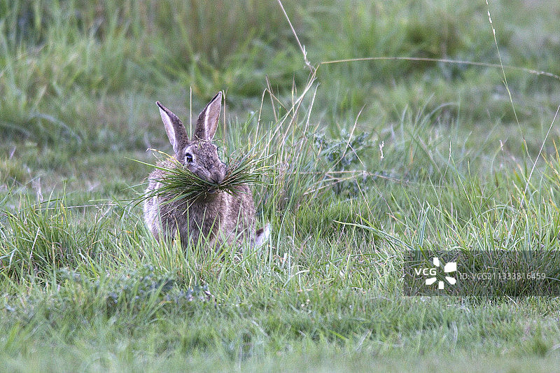 法国，携带草的野生雌兔图片素材