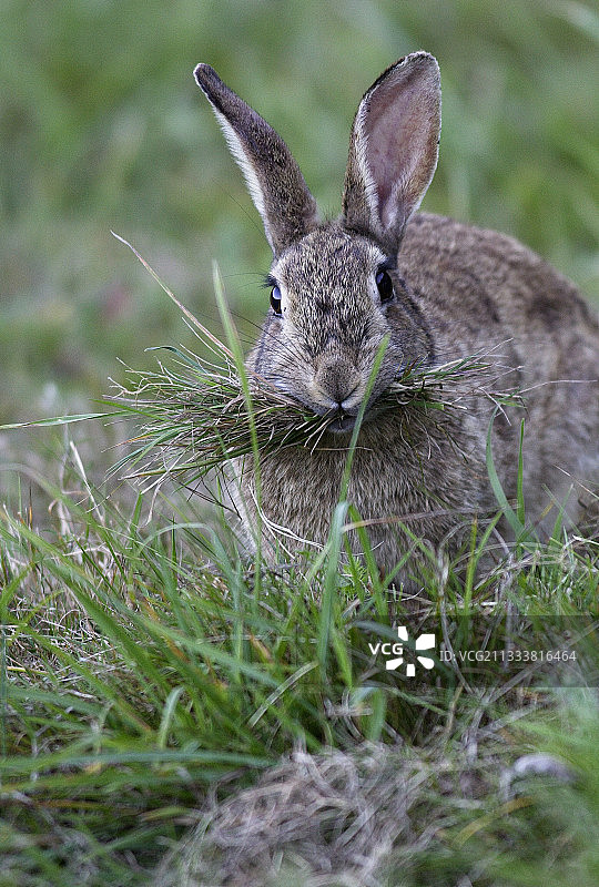 法国，携带草的野生雌兔图片素材
