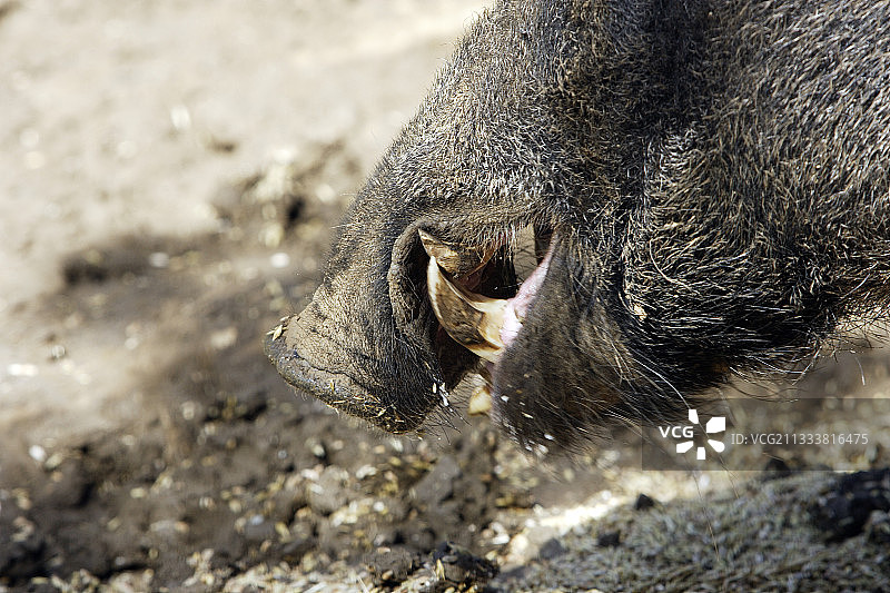 野猪面具食用法国食物细节图片素材