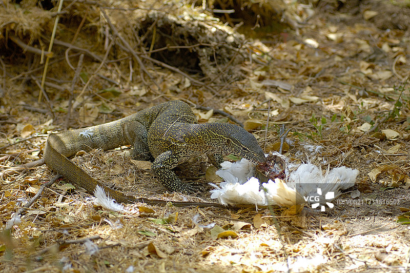 尼罗河巨蜥吞食塞内加尔苍鹭图片素材