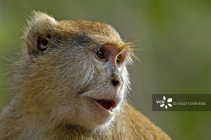 红猴肖像，塞内加尔图片素材